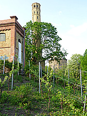 Prenzlauer Berg: Wasserturmareal mit Weinberg